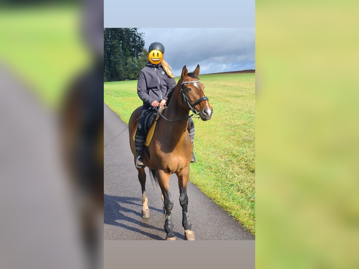 Tschechisches Warmblut Wallach 19 Jahre 170 cm Brauner in Simmersfeld