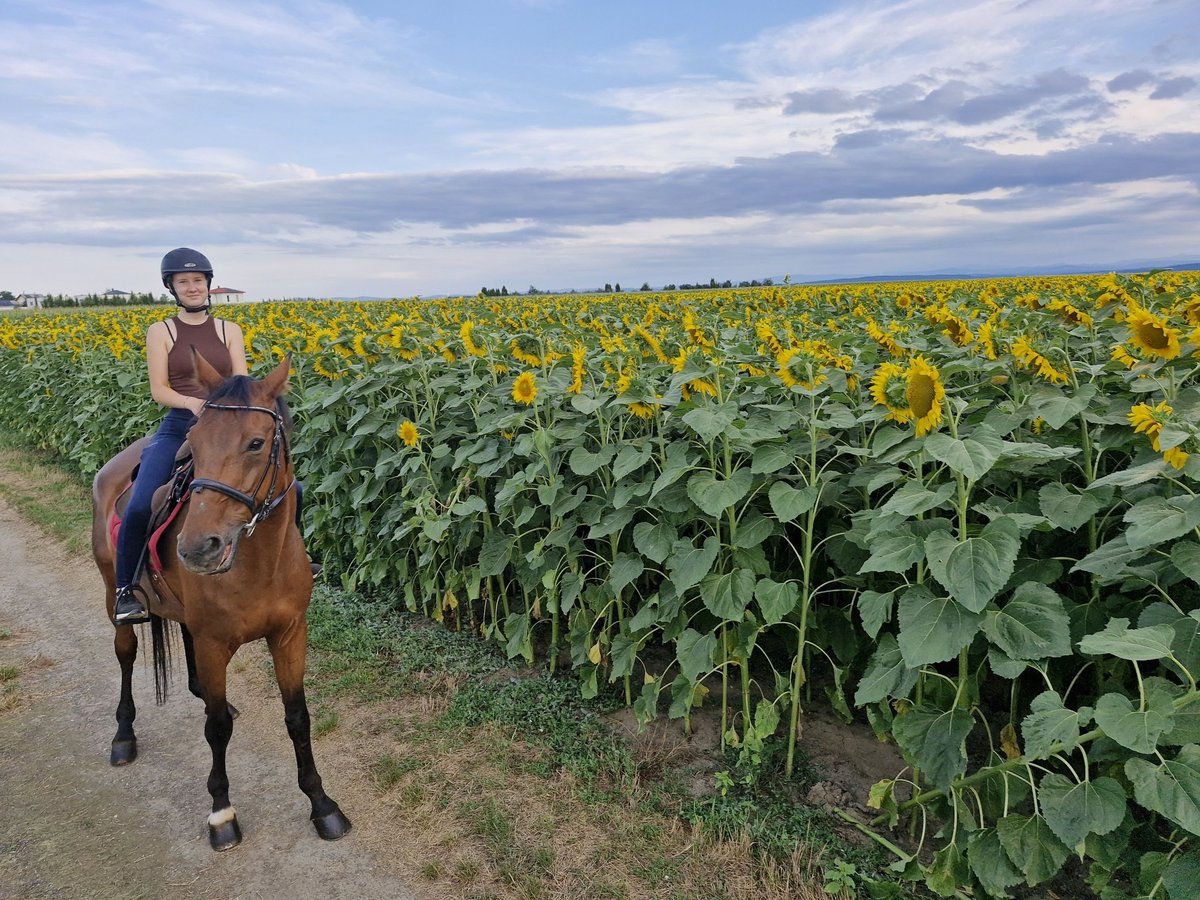 Tschechisches Warmblut Wallach 20 Jahre 173 cm Brauner in Fels am Wagram