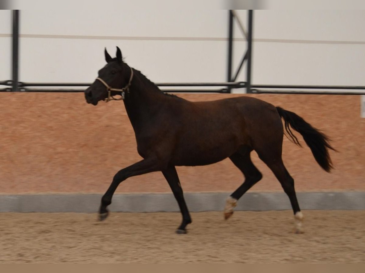 Tschechisches Warmblut Wallach 3 Jahre Rappe in Czech Republic