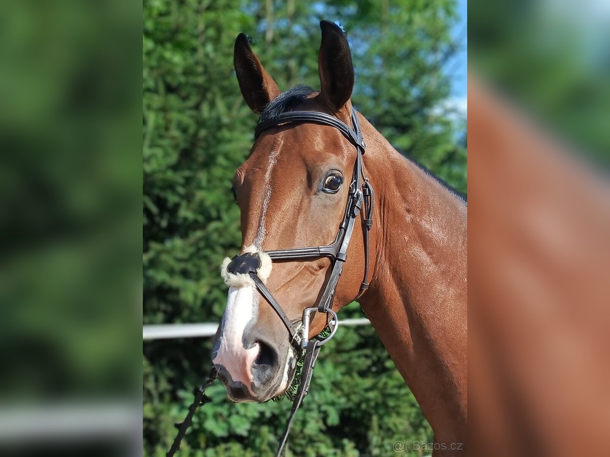 Tschechisches Warmblut Wallach 4 Jahre 167 cm Brauner in Miličín