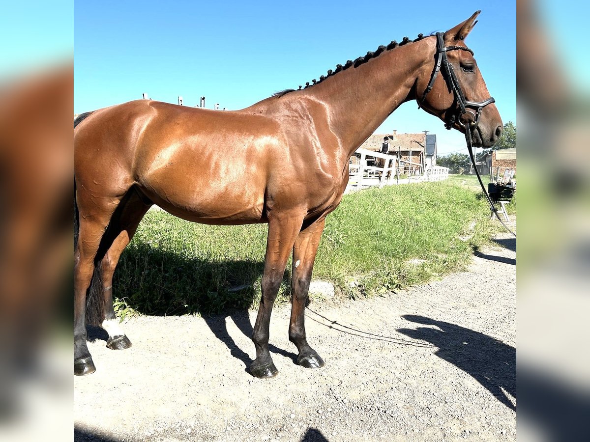 Tschechisches Warmblut Wallach 4 Jahre 170 cm Brauner in Traidendorf