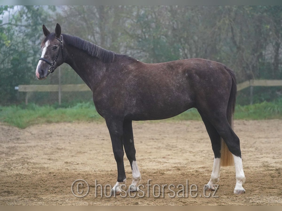 Tschechisches Warmblut Wallach 4 Jahre 175 cm Brauner in Prag Region