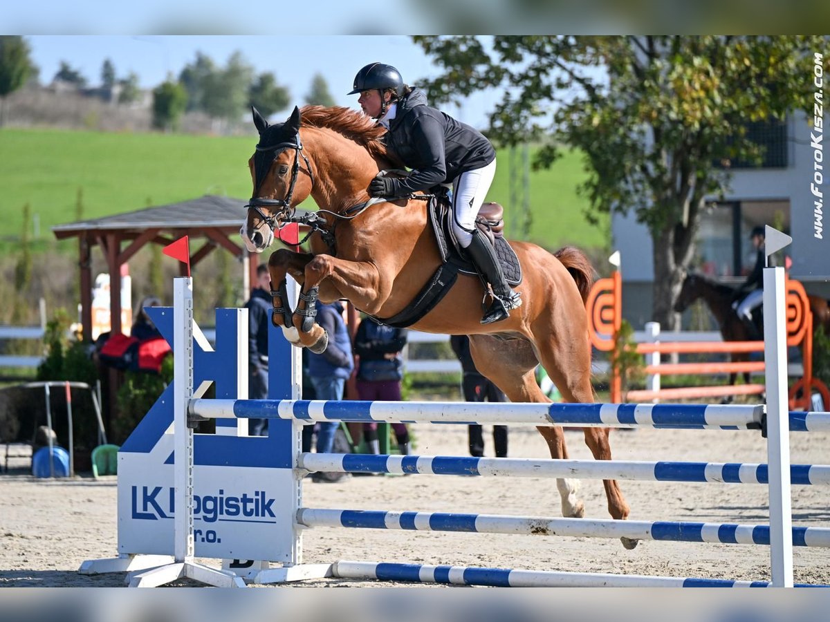 Tschechisches Warmblut Wallach 5 Jahre 168 cm Dunkelfuchs in Brno