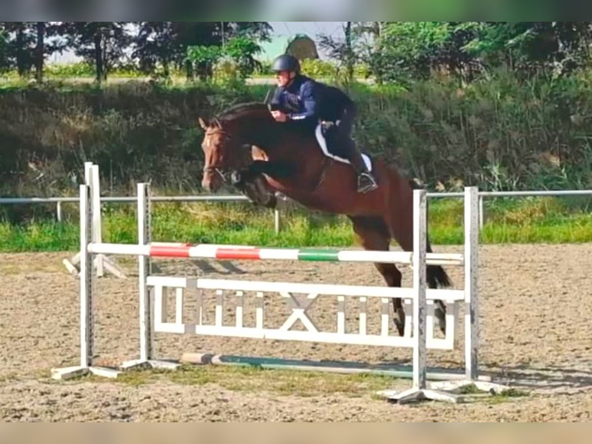 Tschechisches Warmblut Wallach 5 Jahre 170 cm Brauner in Gols Tschechisches Warmblut Wallach 5 Jahre 170 cm Brauner in Gols