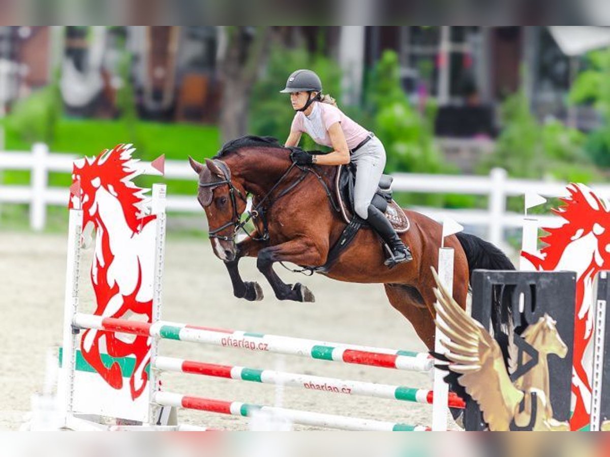 Tschechisches Warmblut Wallach 5 Jahre 170 cm Brauner in Brno