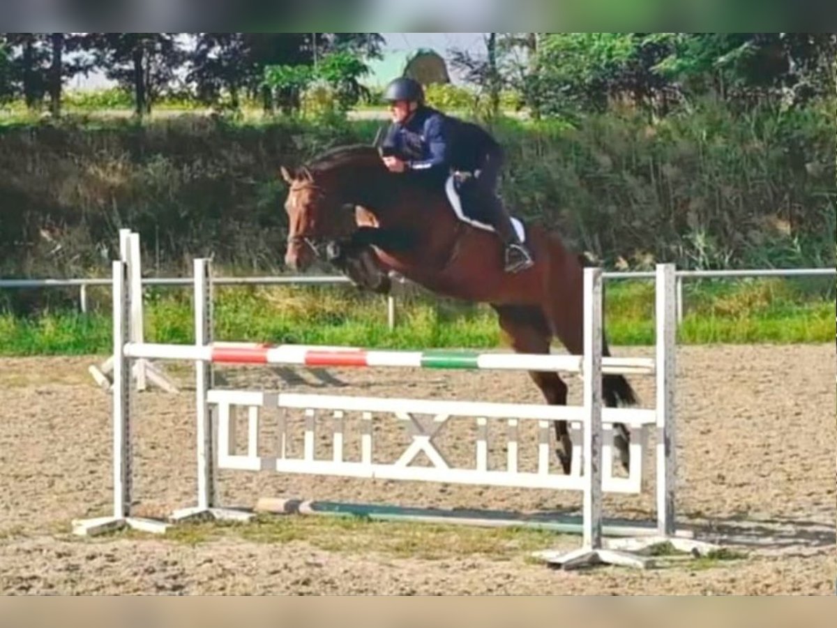 Tschechisches Warmblut Wallach 5 Jahre 170 cm Brauner in Wien, Hietzing Tschechisches Warmblut Wallach 5 Jahre 170 cm Brauner in Wien, Hietzing