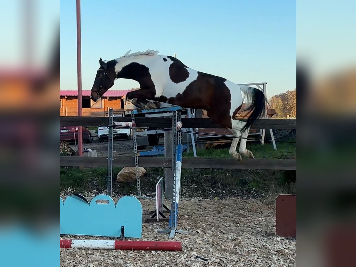 Tschechisches Warmblut Wallach 5 Jahre 170 cm Tobiano-alle-Farben in Prost&#x11B;jov
