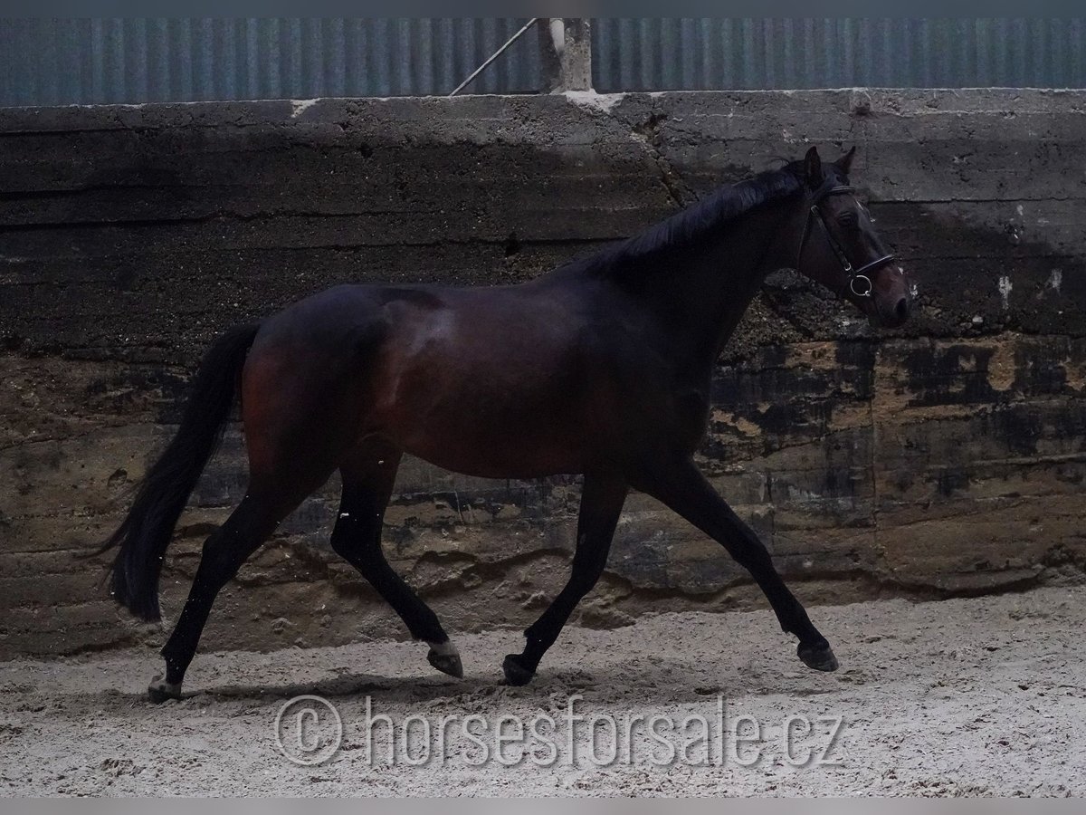 Tschechisches Warmblut Wallach 5 Jahre 171 cm Dunkelbrauner in Region Prag