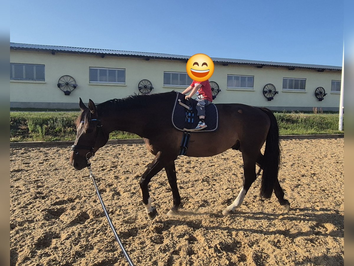 Tschechisches Warmblut Wallach 6 Jahre 170 cm Brauner in Jacobsdorf