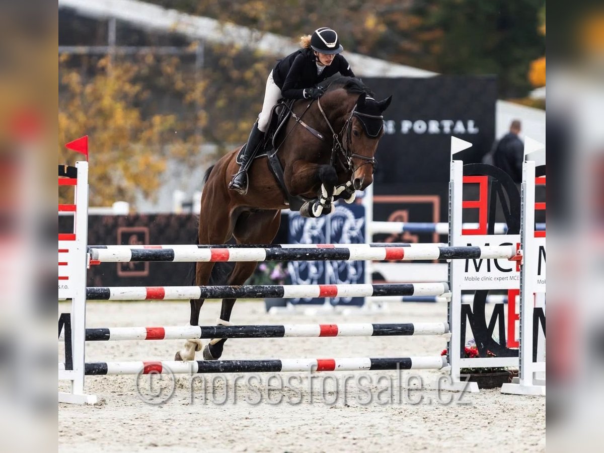 Tschechisches Warmblut Wallach 6 Jahre 171 cm Brauner in Region Prag