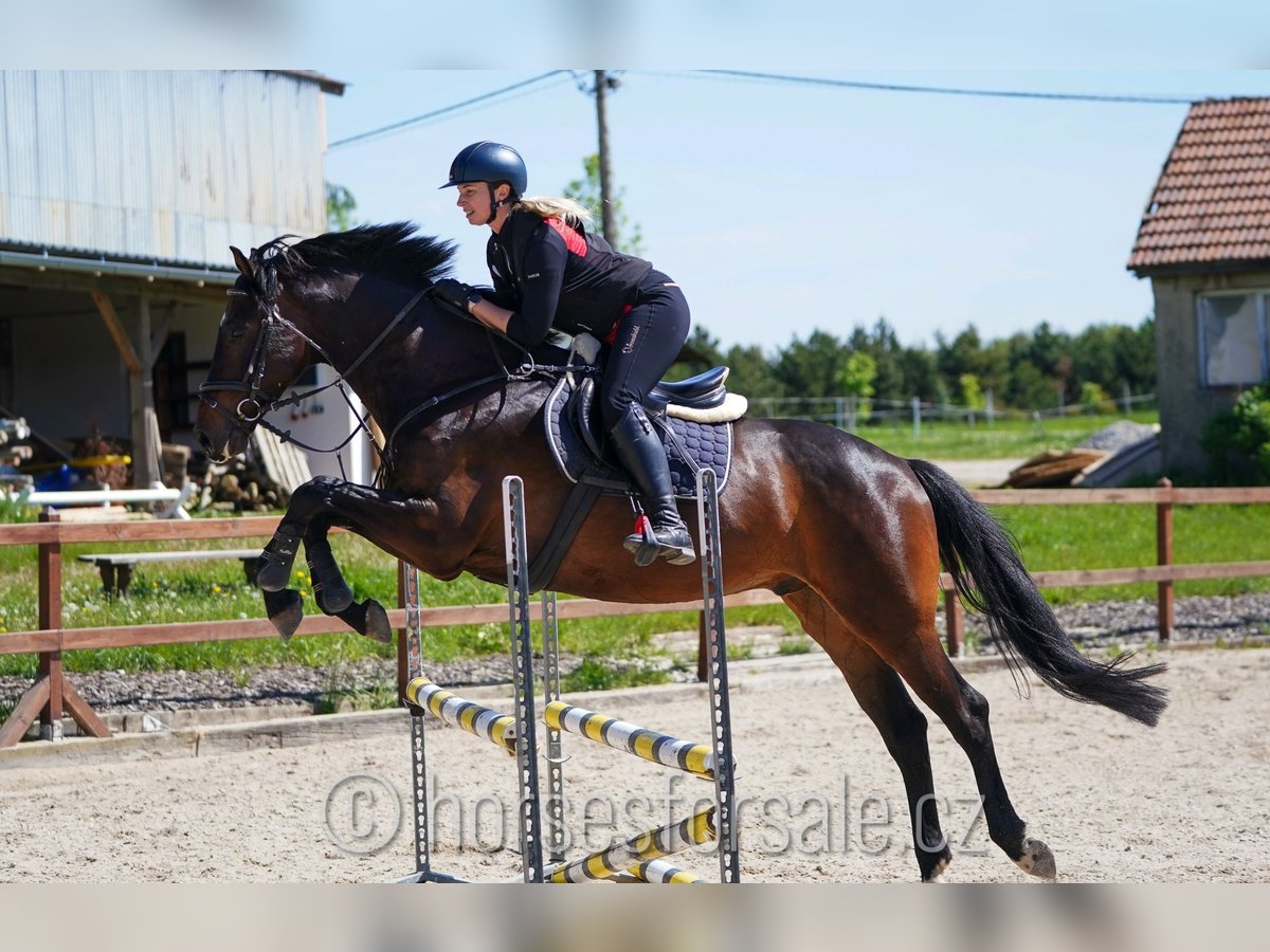Tschechisches Warmblut Wallach 6 Jahre 171 cm Dunkelbrauner in Region Prag