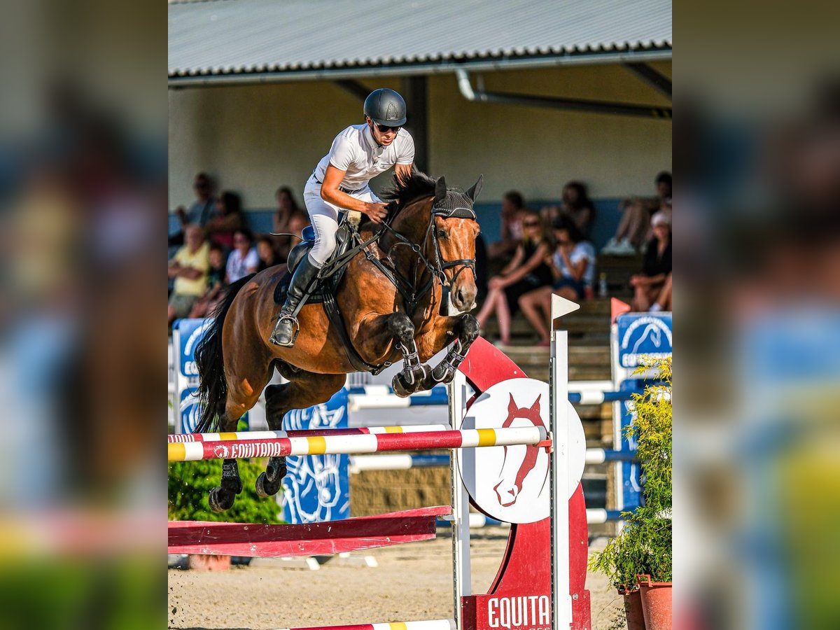 Tschechisches Warmblut Wallach 6 Jahre 172 cm Brauner in Praque, Czech republic