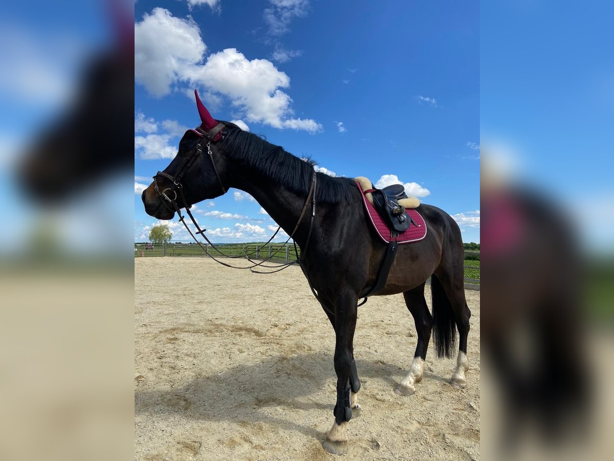 Tschechisches Warmblut Wallach 6 Jahre 178 cm Schwarzbrauner in Hollabrunn