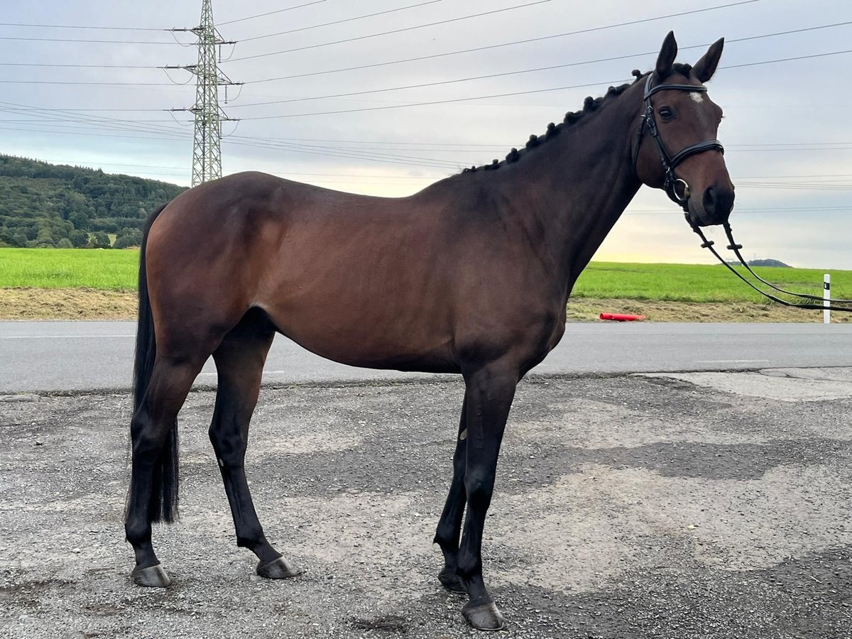 Tschechisches Warmblut Wallach 7 Jahre 167 cm Dunkelbrauner in Brno