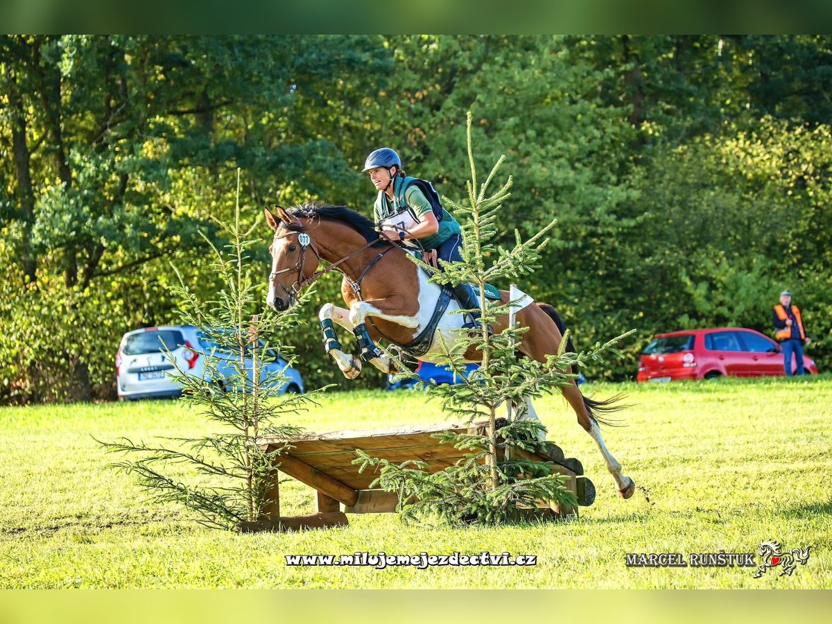 Tschechisches Warmblut Wallach 7 Jahre 167 cm Schecke in Traidendorf