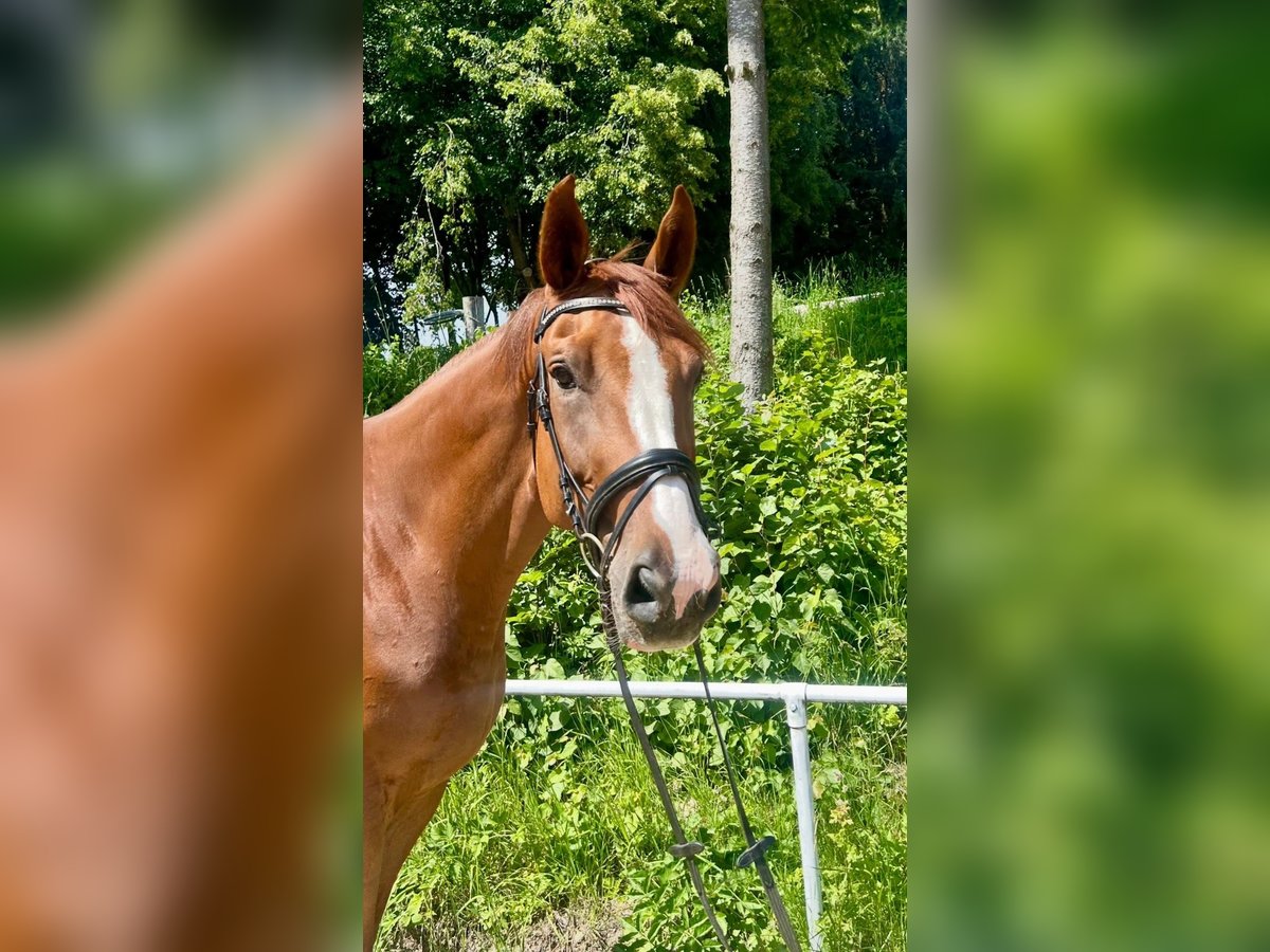 Tschechisches Warmblut Wallach 7 Jahre 180 cm Fuchs in Pelmberg