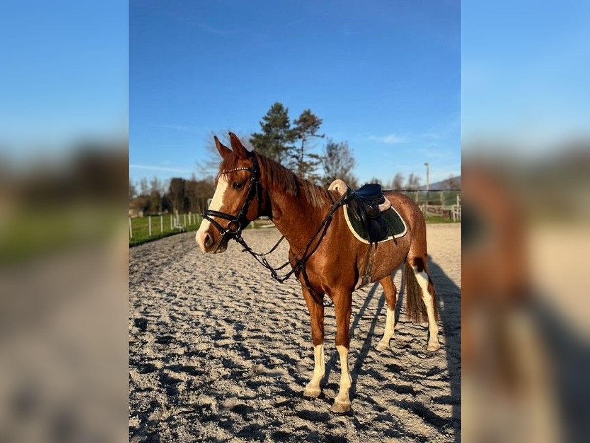 Tschechisches Warmblut Wallach 8 Jahre 162 cm Fuchs in Hohenems
