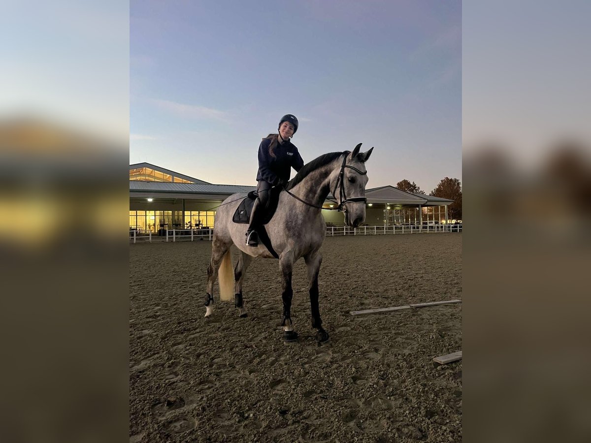 Tschechisches Warmblut Wallach 8 Jahre 163 cm Apfelschimmel in Siegersdorf