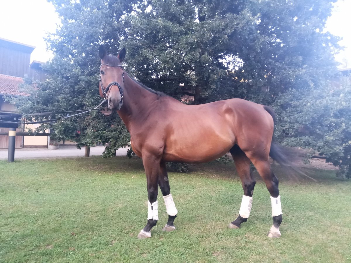 Tschechisches Warmblut Wallach 8 Jahre 170 cm Dunkelbrauner in Wiesent