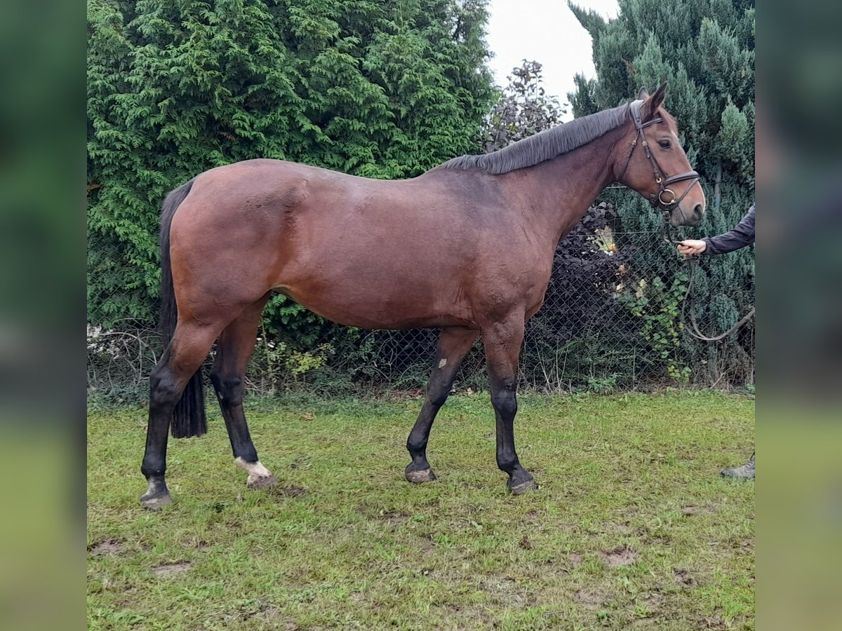 Tsjechisch warmbloed Merrie 13 Jaar 162 cm Roodbruin in LIBEL