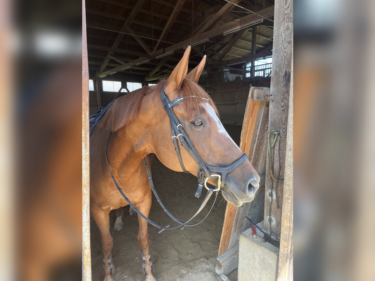 Tsjechisch warmbloed Merrie 14 Jaar 158 cm Vos in Wiesenbach