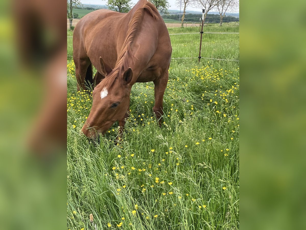 Tsjechisch warmbloed Merrie 14 Jaar 166 cm Vos in Eberdingen