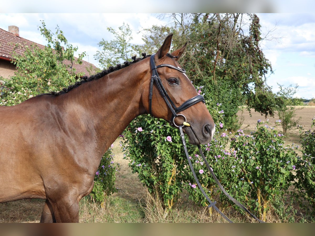 Tsjechisch warmbloed Merrie 15 Jaar Bruin in Podebrady Tsjechisch warmbloed Merrie 15 Jaar Bruin in Podebrady