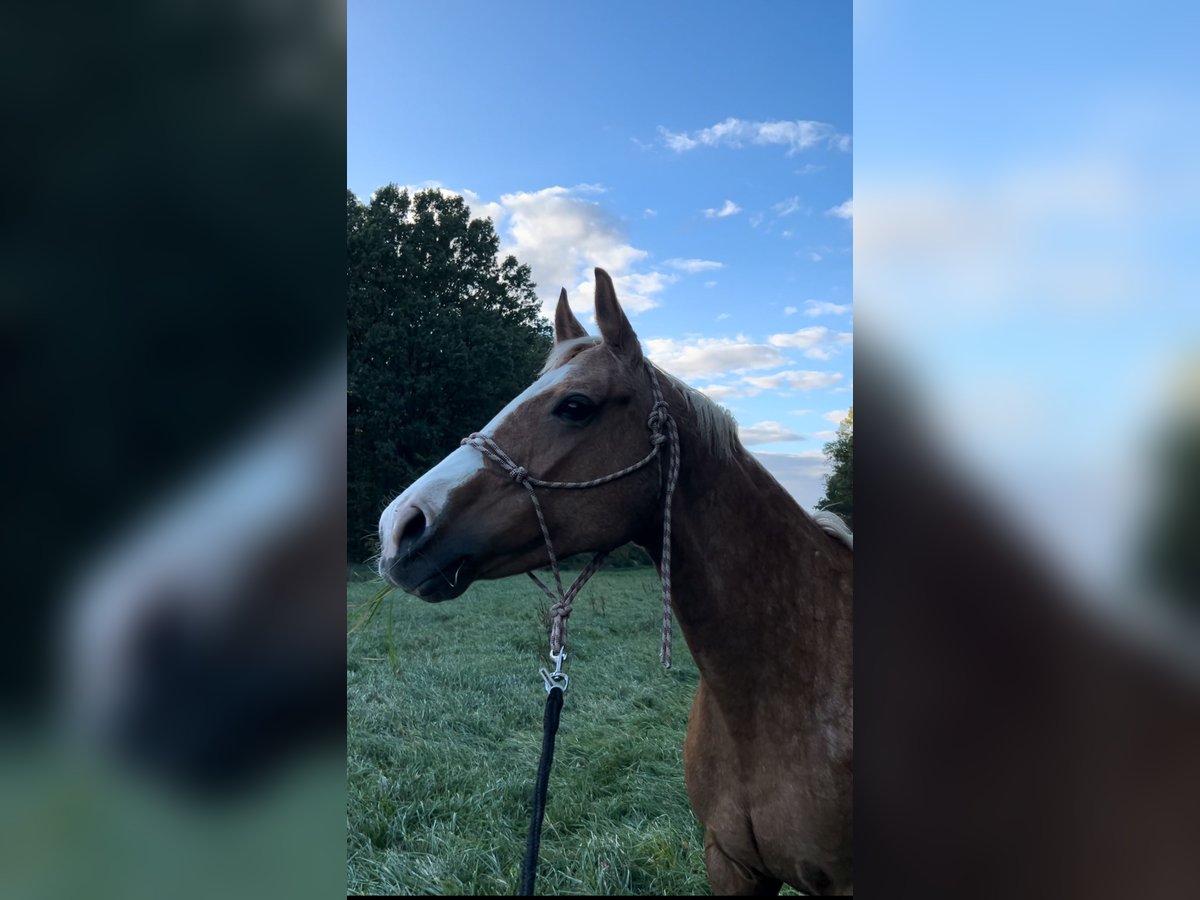 Tsjechisch warmbloed Merrie 17 Jaar 158 cm Palomino in Litzendorf