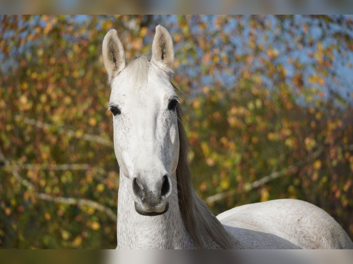 Tsjechisch warmbloed Merrie 21 Jaar 161 cm Vliegenschimmel in Edling