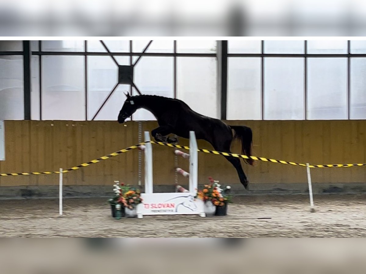 Tsjechisch warmbloed Merrie 3 Jaar 163 cm Zwart in Czech Republic