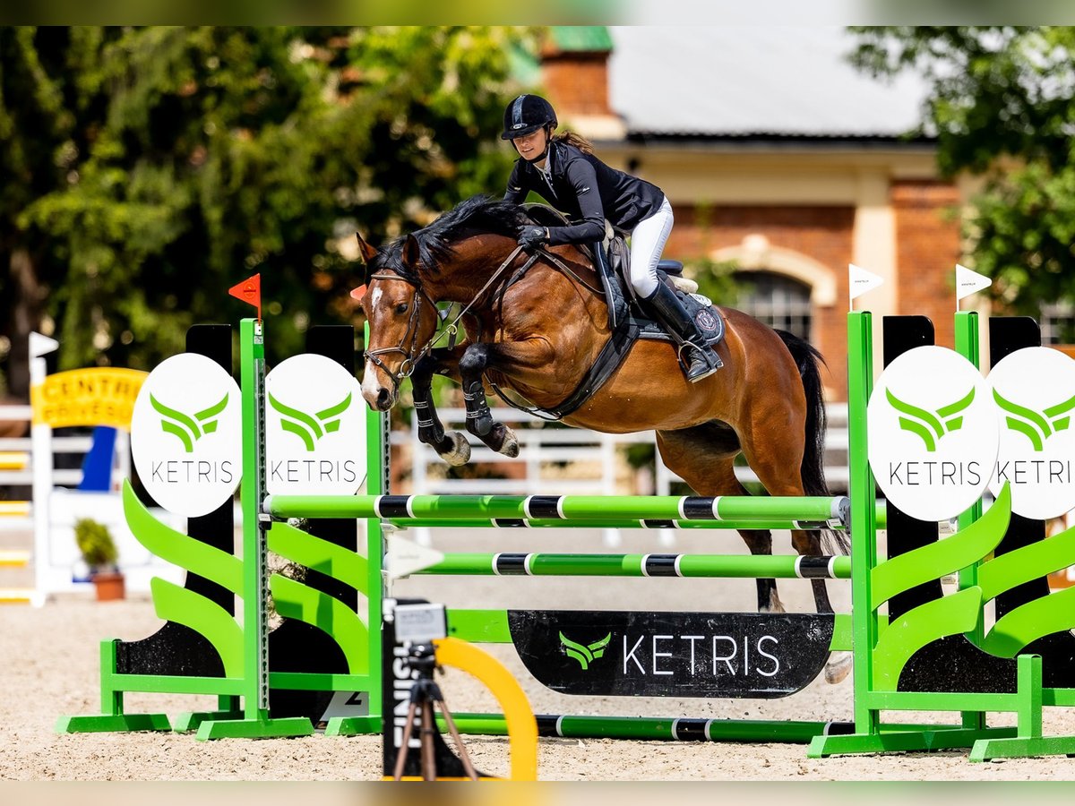 Tsjechisch warmbloed Merrie 6 Jaar 163 cm Bruin in Ceske Budejovice