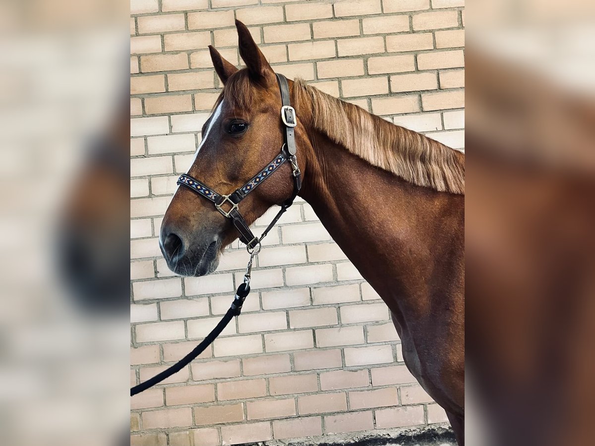Tsjechisch warmbloed Merrie 6 Jaar 168 cm Vos in Wei&#xDF;enburg in Bayern