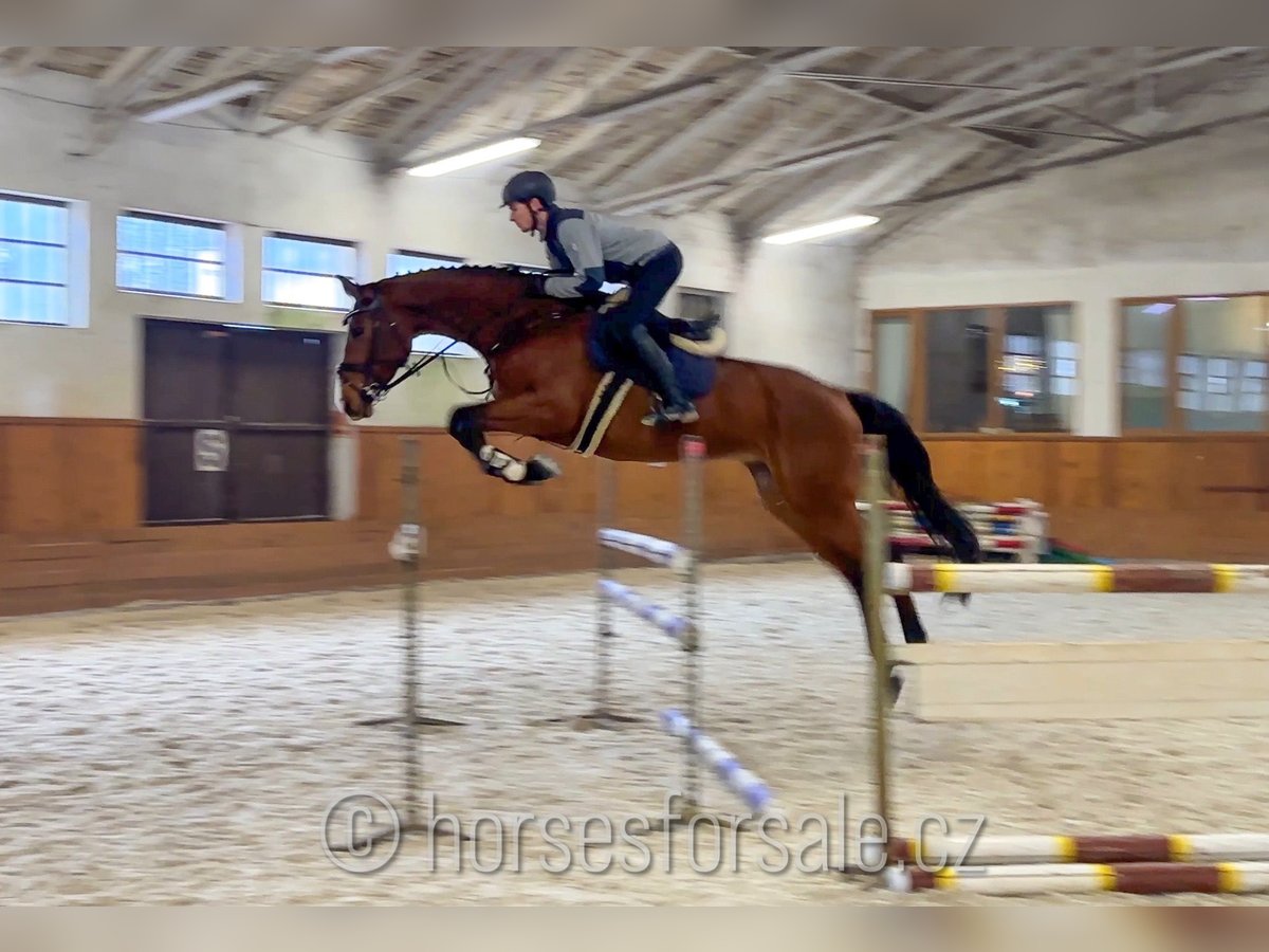 Tsjechisch warmbloed Merrie 6 Jaar 174 cm Bruin in 1 Stunde von Prag