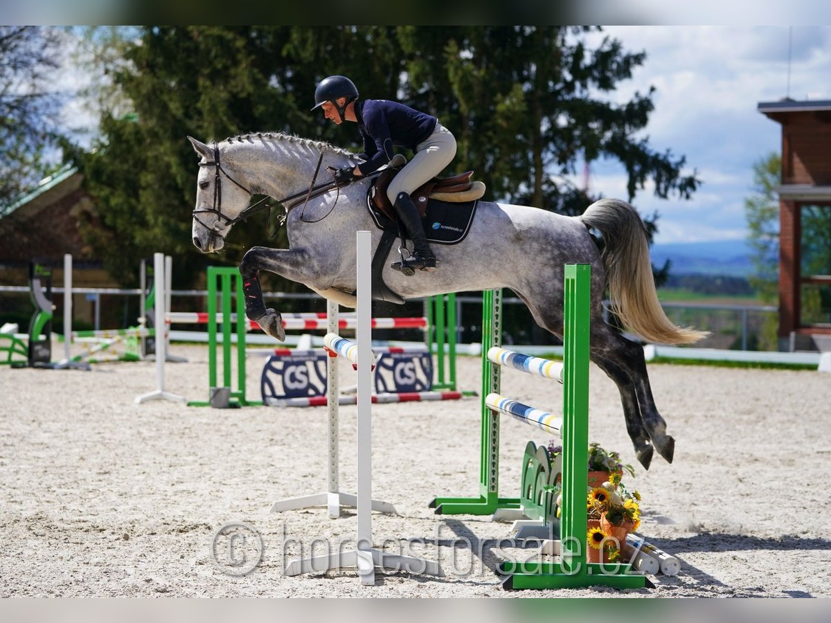 Tsjechisch warmbloed Merrie 9 Jaar 175 cm Schimmel in Tyn nad Vltavou