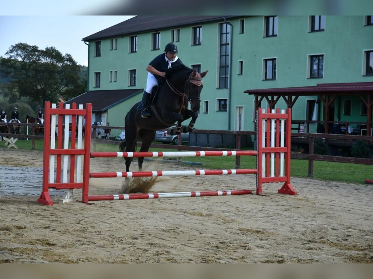 Tsjechisch warmbloed Merrie 9 Jaar Donkerbruin in PRAGUE