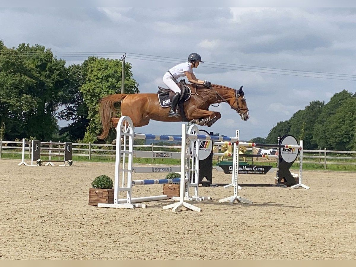 Tsjechisch warmbloed Ruin 10 Jaar 167 cm Vos in Neustadt in Sachsen