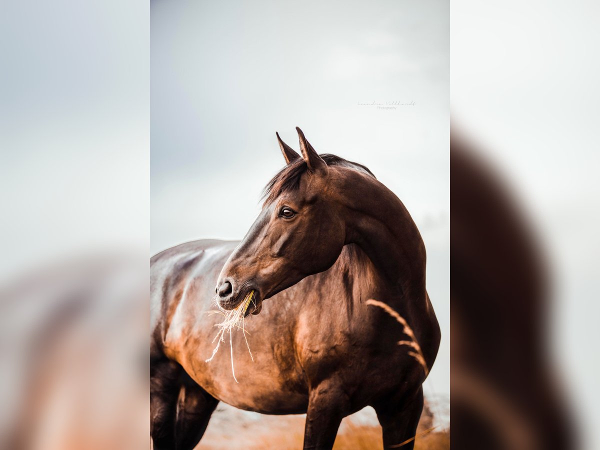 Tsjechisch warmbloed Ruin 10 Jaar 168 cm Donkerbruin in Trebur