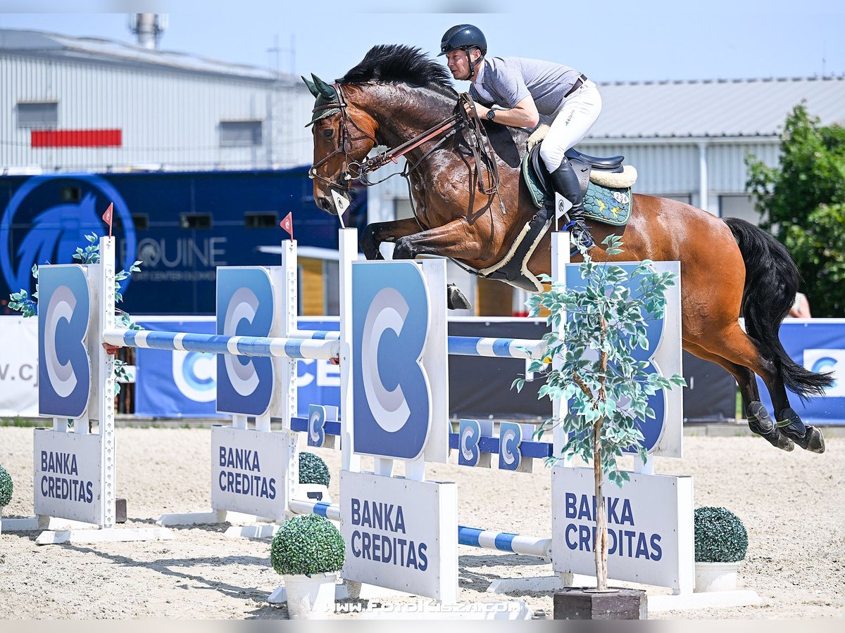 Tsjechisch warmbloed Ruin 11 Jaar Roodbruin in Rudna