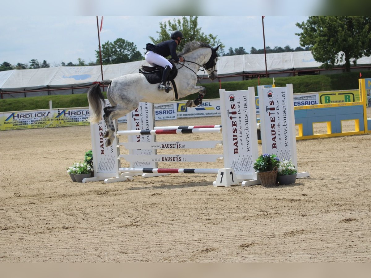 Tsjechisch warmbloed Ruin 12 Jaar 168 cm Schimmel in Horitschon