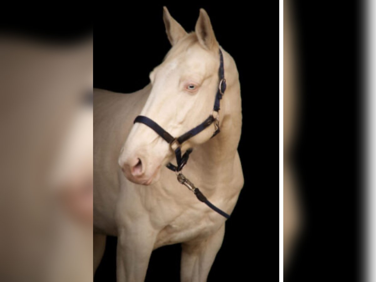 Tsjechisch warmbloed Ruin 15 Jaar 163 cm Cremello in Mooosach