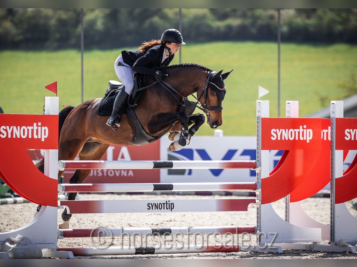 Tsjechisch warmbloed Ruin 5 Jaar 165 cm Bruin in Tabor