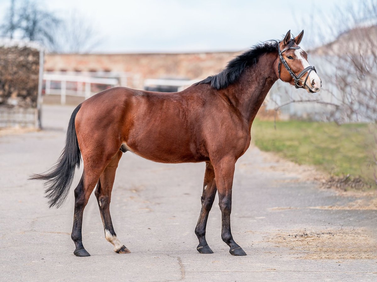 Tsjechisch warmbloed Ruin 7 Jaar 164 cm Roodbruin in Zduchovice