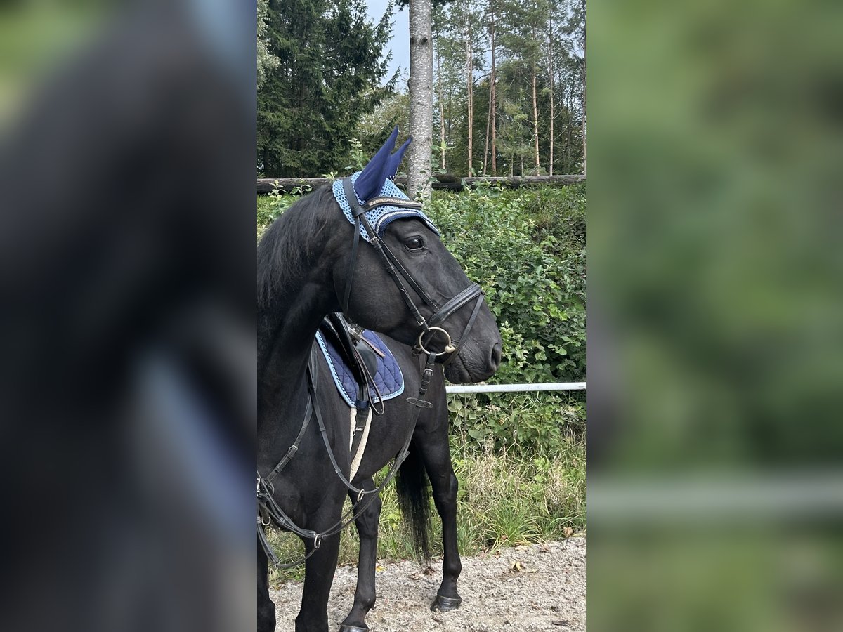 Tsjechisch warmbloed Ruin 8 Jaar 164 cm Zwart in Pelmberg