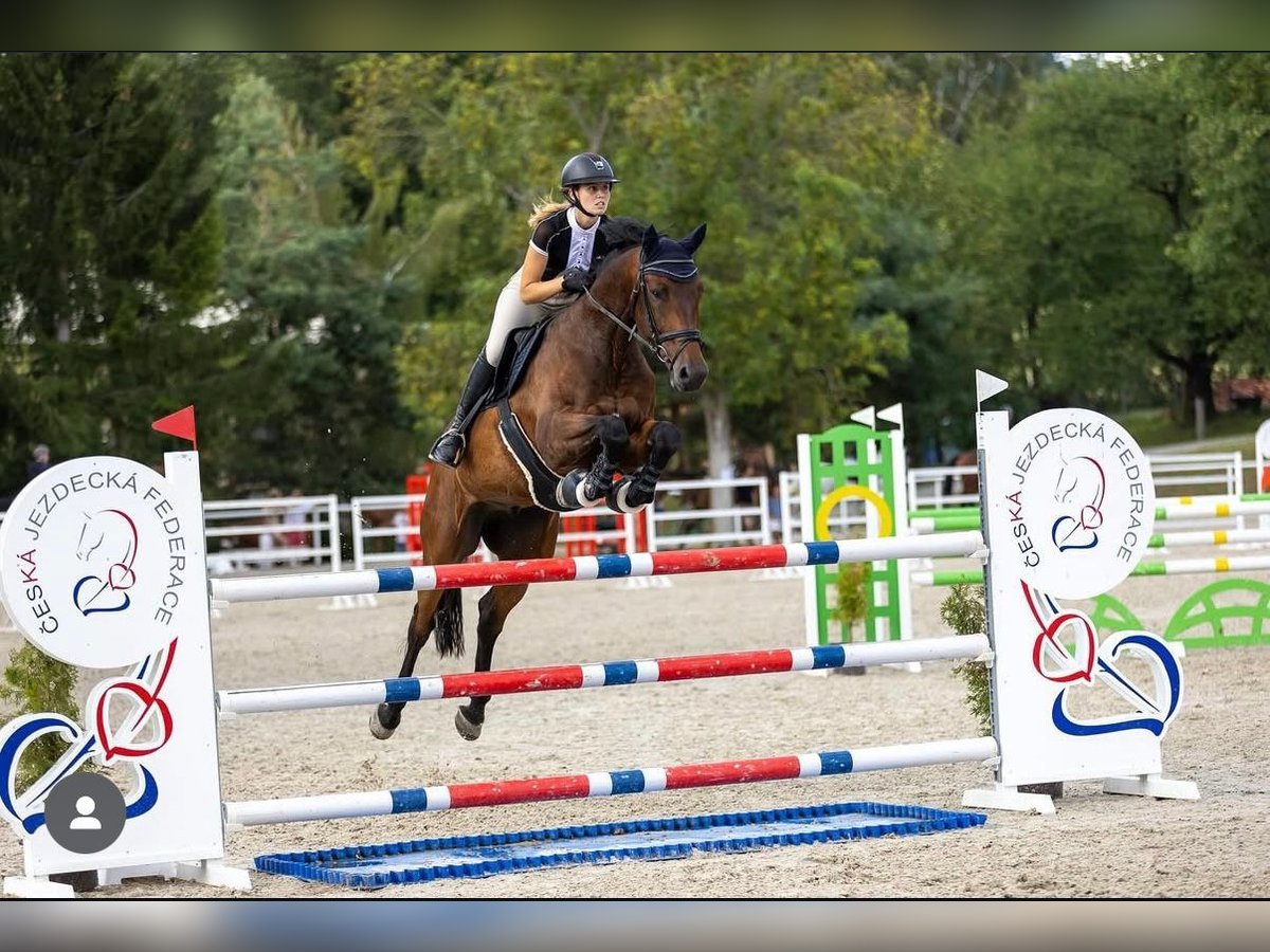 Tsjechisch warmbloed Ruin 8 Jaar 170 cm Bruin in Brno