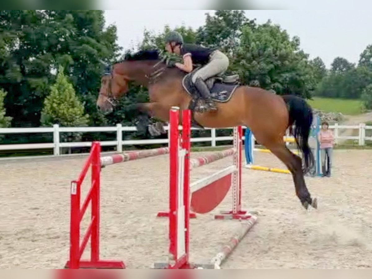 Tsjechisch warmbloed Ruin 8 Jaar 172 cm Bruin in Pribram