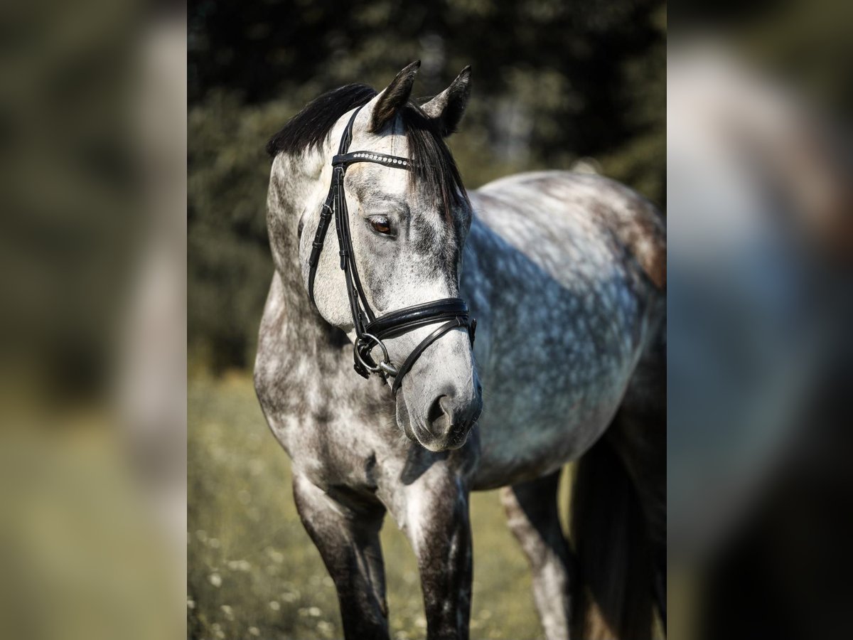 Tsjechisch warmbloed Ruin 9 Jaar 166 cm Appelschimmel in Crailsheim