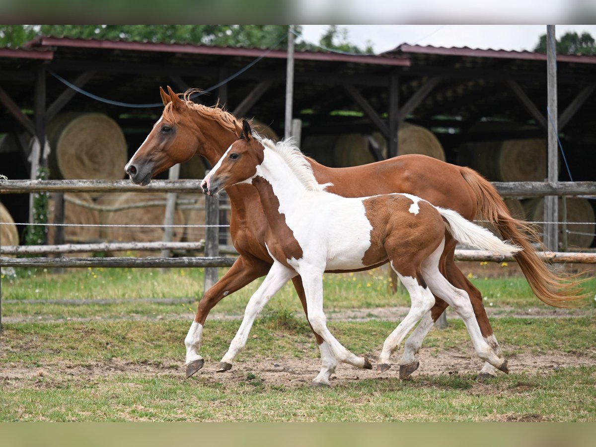 Tsjechisch warmbloed Ruin Veulen (03/2025) Gevlekt-paard in PRIBRAM