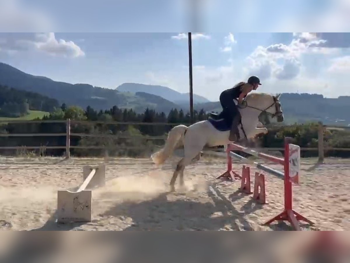 Tsjechische sportpony Ruin 14 Jaar 147 cm Appelschimmel in Weiz