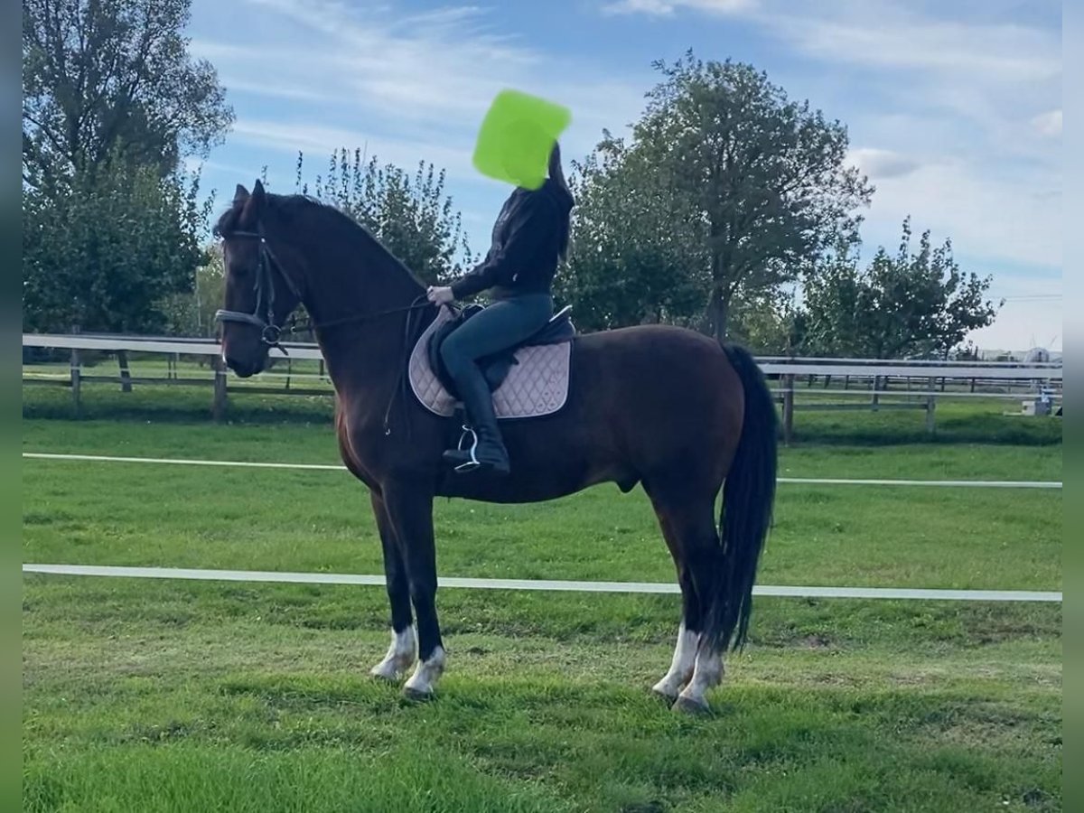 Tuigpaard Caballo castrado 10 años 165 cm Castaño rojizo in Tass