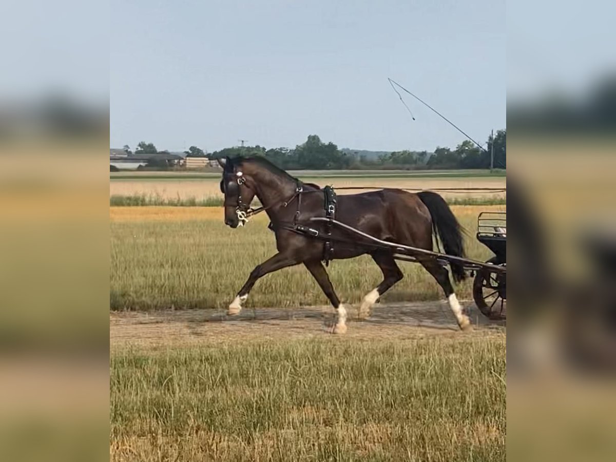 Tuigpaard Castrone 10 Anni 166 cm Baio ciliegia in Tass